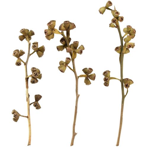 Eukalyptuszweige Natur Deko Exoten Eukalyptus 20-30cm 25St