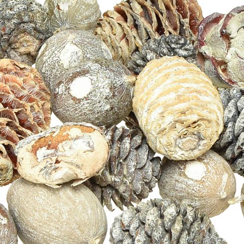 Artikel Exoten Zapfen Leucodendron Weiß gewaschen 3-4cm 450g