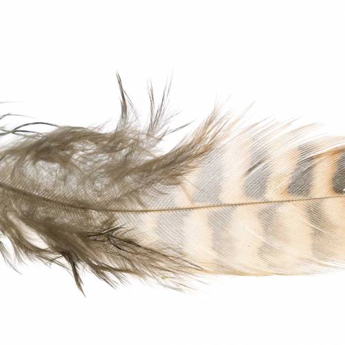 Floristik24 Federn Natur 4,5 - 9cm 20g