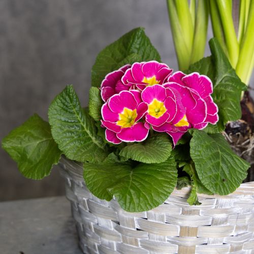 Artikel Geflochtener Korb als stilvolle Blumendekoration im Wohnbereich 23cm 6St