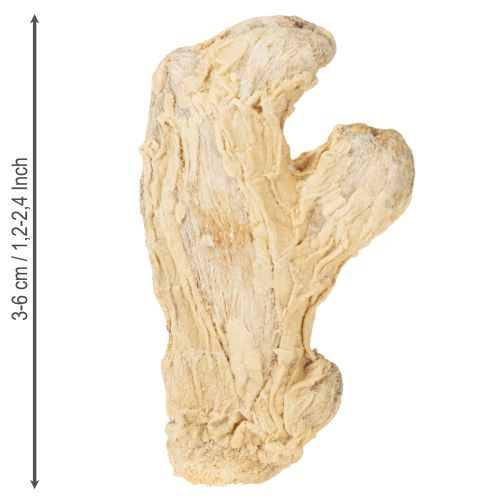 Artikel Getrockneter Ingwer geeignet als langlebige Naturdeko für Duft- und Festarrangements