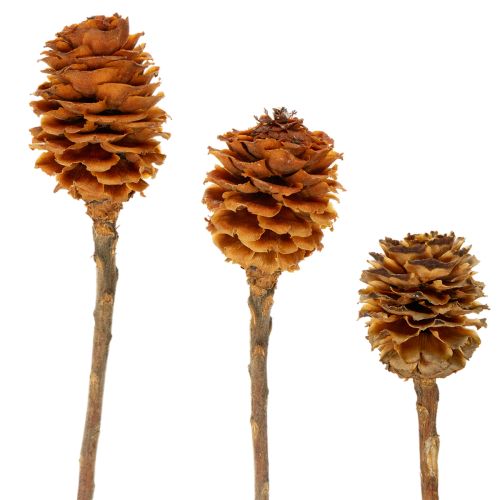 Artikel Glabrum-Leucospermum-Zweige, Getrocknet, Naturfarben, 25–40 cm, 25 Stück