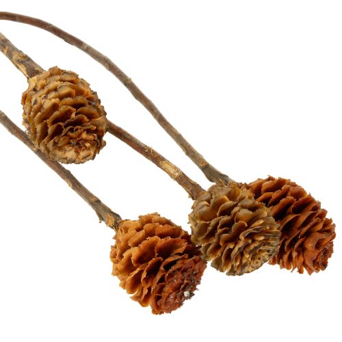 Glabrum-Leucospermum-Zweige, Getrocknet, Naturfarben, 25–40 cm, 25 Stück | Floristik24.at