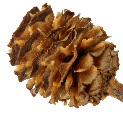 Glabrum-Leucospermum-Zweige, Getrocknet, Naturfarben, 25–40 cm, 25 Stück | Floristik24.at