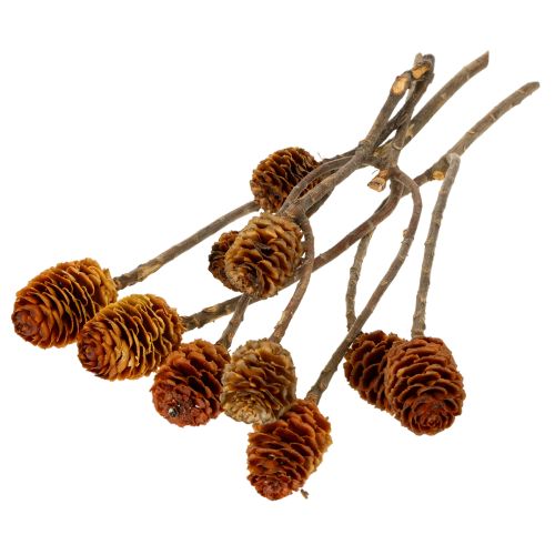 Glabrum-Leucospermum-Zweige, Getrocknet, Naturfarben, 25–40 cm, 25 Stück | Floristik24.at