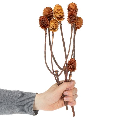 Glabrum-Leucospermum-Zweige, Getrocknet, Naturfarben, 25–40 cm, 25 Stück | Floristik24.at
