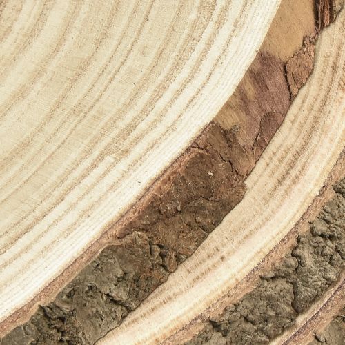 Floristik24 Holzscheiben Baumscheibe Paulownia Natur Ø26-28cm 3St