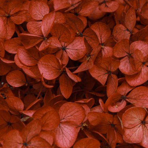 Floristik24 Hortensie Konserviert Trockenblumen Rot Ø20cm L50–60cm