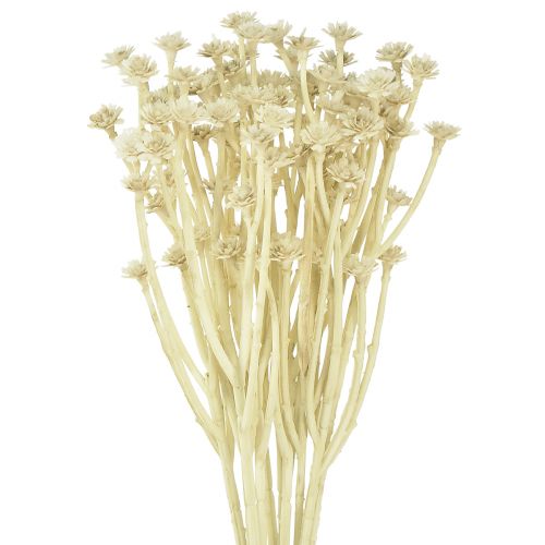 Floristik24 Künstliches Currykraut Weiß Beige L28cm 12 St 1 Bund