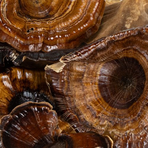 Artikel Deko Kalix-Pilze lackiert für Herbst- und Winterdekoration 100 Stück