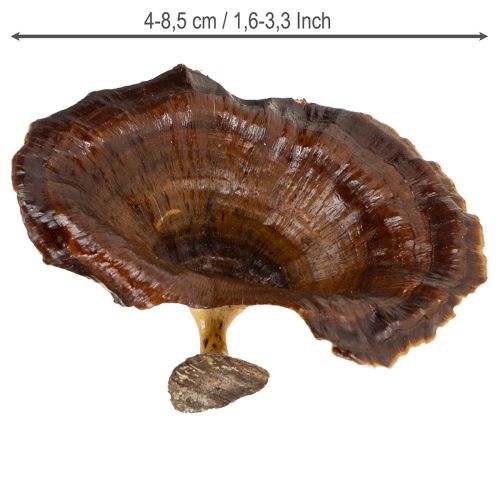 Artikel Deko Kalix-Pilze lackiert für Herbst- und Winterdekoration 100 Stück