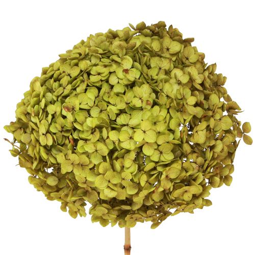 Floristik24 Konservierte Hortensie Groß in Grün Ø20cm L50–60cm