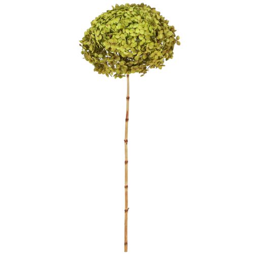 Floristik24 Konservierte Hortensie Groß in Grün Ø20cm L50–60cm