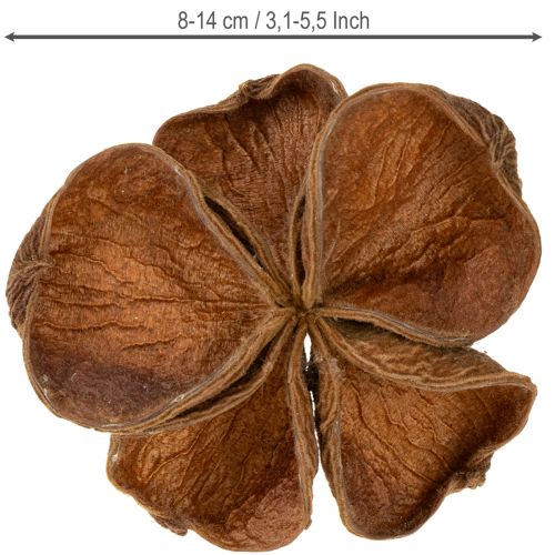 Artikel Getrockneter Landlotus für dekorative Arrangements 50 St