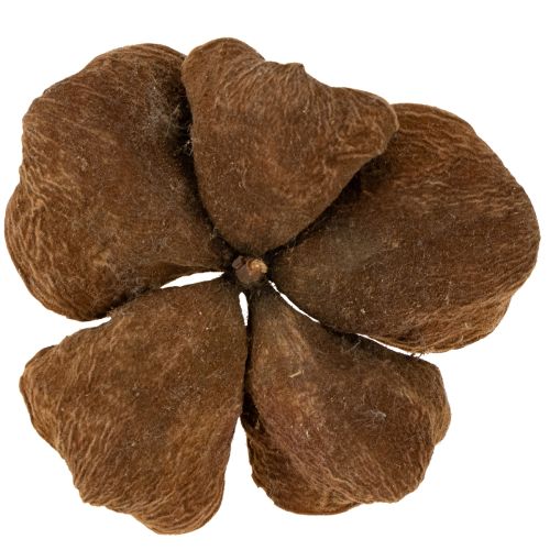 Artikel Getrockneter Landlotus für dekorative Arrangements 50 St