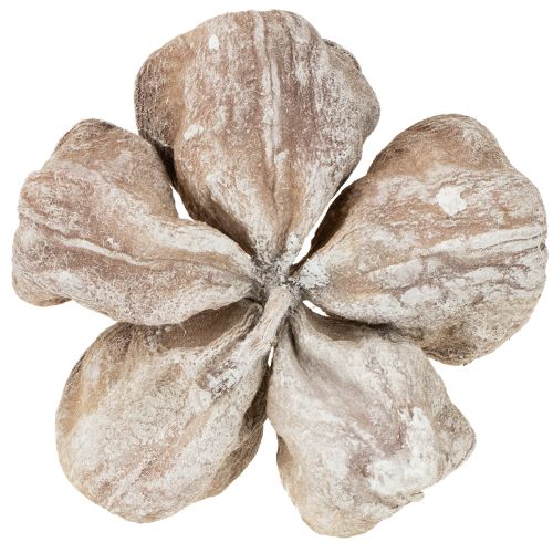 Trockenblume Landlotus Holz naturbelassen Weiß gewaschen 6-12cm 50 Stück | Floristik24.at