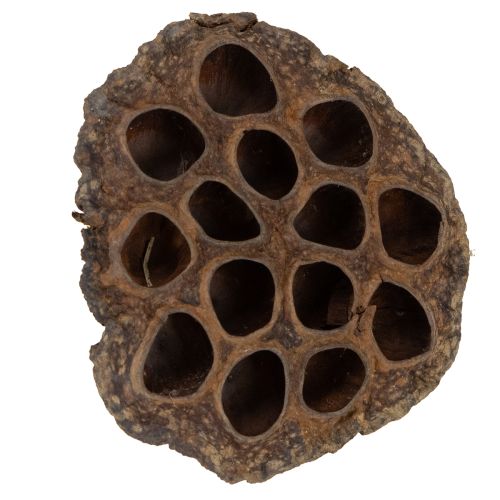 Artikel Getrocknete Natur Lotosblüten Kolben 100 Stück für Dekoration