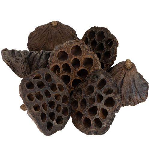 Artikel Getrocknete Natur Lotosblüten Kolben 100 Stück für Dekoration