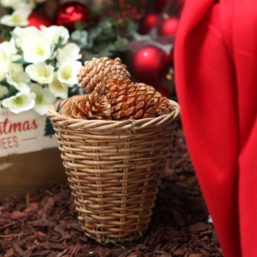 Artikel Maritima Zapfen creme-vanille dekorativ für kreative Winterdekoration 25 St
