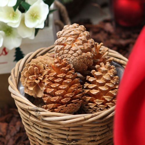 Maritima Zapfen creme-vanille dekorativ für kreative Winterdekoration 25 St