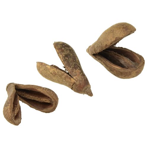Floristik24 Mike Fruit Naturmaterialien Bagon Fruit Natur 8cm 50 St