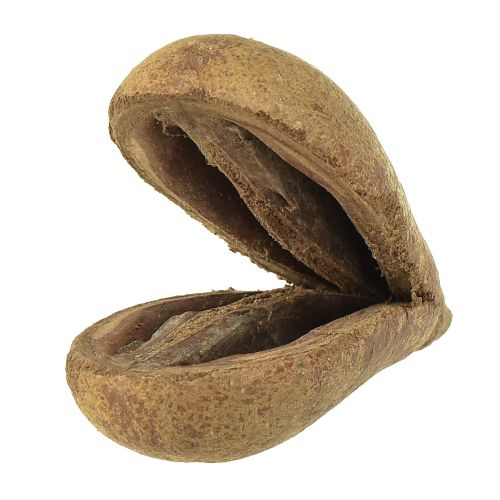 Floristik24 Mike Fruit Naturmaterialien Bagon Fruit Natur 8cm 50 St