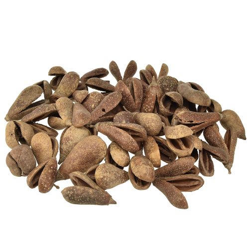 Floristik24 Mike Fruit Naturmaterialien Bagon Fruit Natur 8cm 50 St