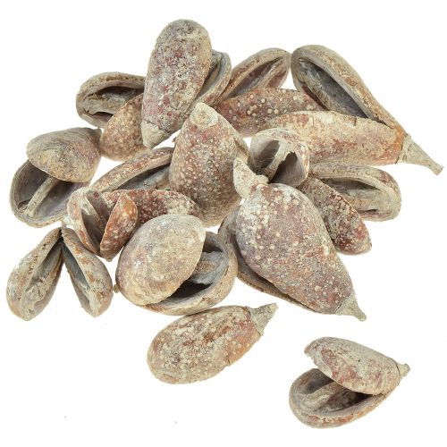 Artikel Mike Fruit Exoten getrocknet Weiß gewaschen 4-6cm 50 St