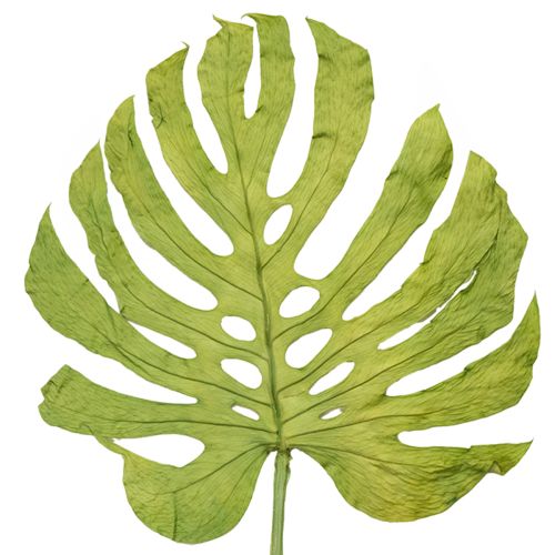 Monstera Blätter getrocknet Deko Fensterblatt H50cm 5 St