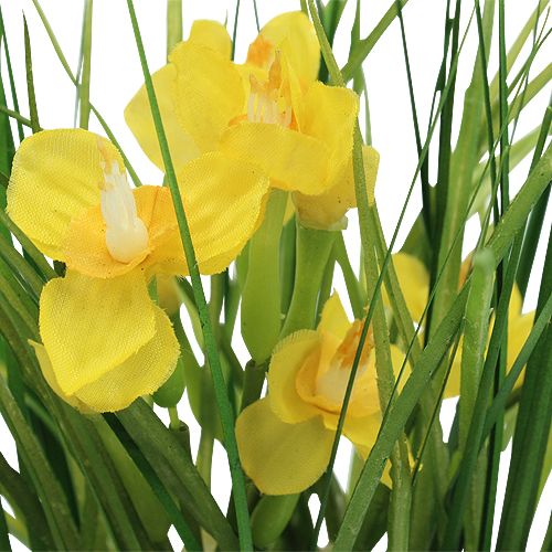 Floristik24 Osterglocken mit Gras im Topf 25cm