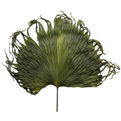 Palmwedel getrocknet Blätter Deko Saribus Grün 45cm 5 St
