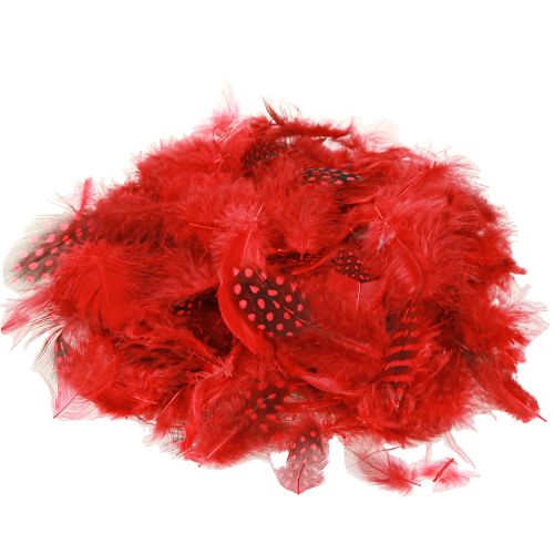 Floristik24 Perlhuhnfedern Faraona 30g Rot