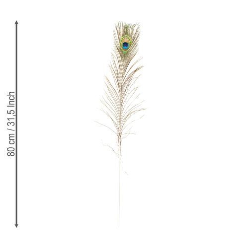 Artikel Pfauenfedern dekorativ für vielseitige Projekte 8 Stück