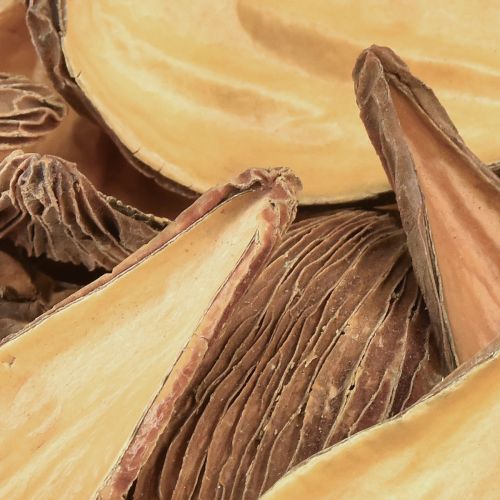 Floristik24 Frucht- und Samenkapsel Schoten Pradeep Pods 9-12 cm natur 50St
