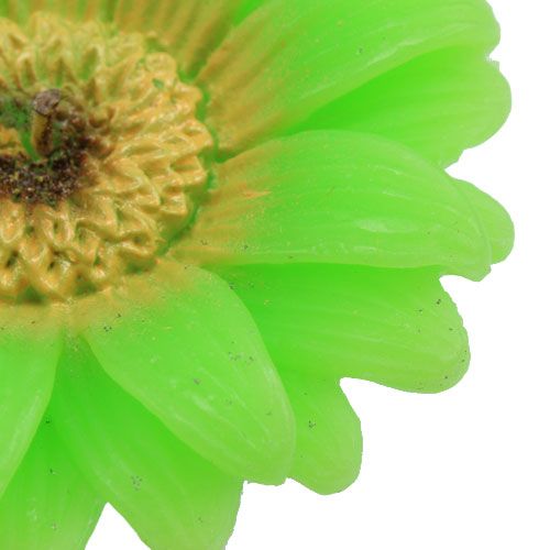 Floristik24 Schwimmkerze Gerbera Grün Ø7,5cm