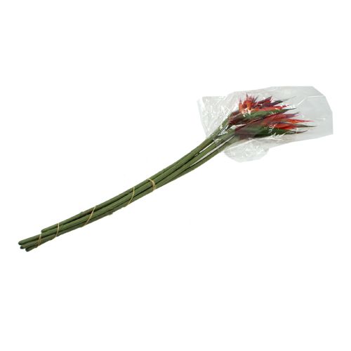 Floristik24 Strelitzie 65cm (6St.)
