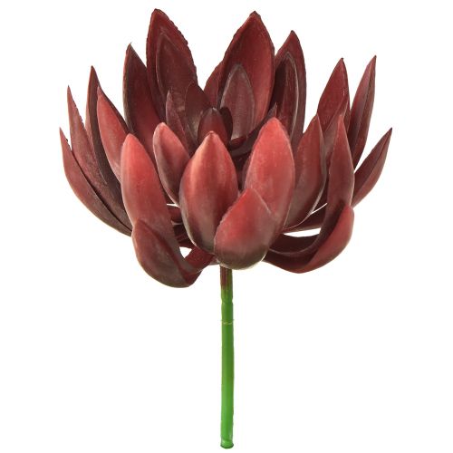 Floristik24 Sukkulente Echeveria Künstliche Grünpflanzen Rot Ø12cm 19,5cm