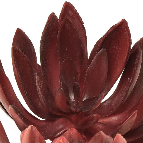 Floristik24 Sukkulente Echeveria Künstliche Grünpflanzen Rot Ø12cm 19,5cm