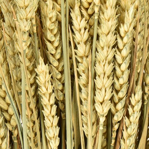 Artikel Weizenbund Natur Deko-Weizen 1 Bund 150g