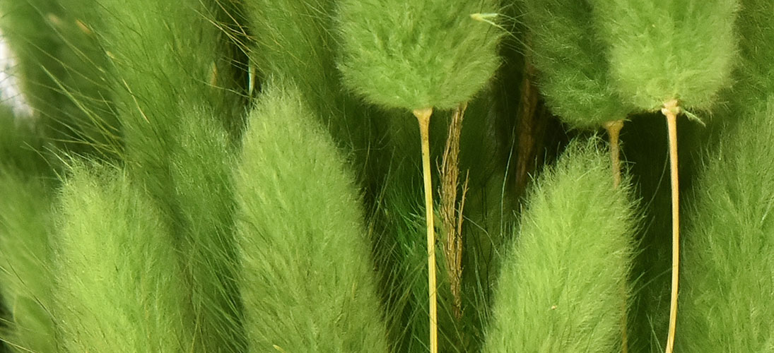 Trockenblumen