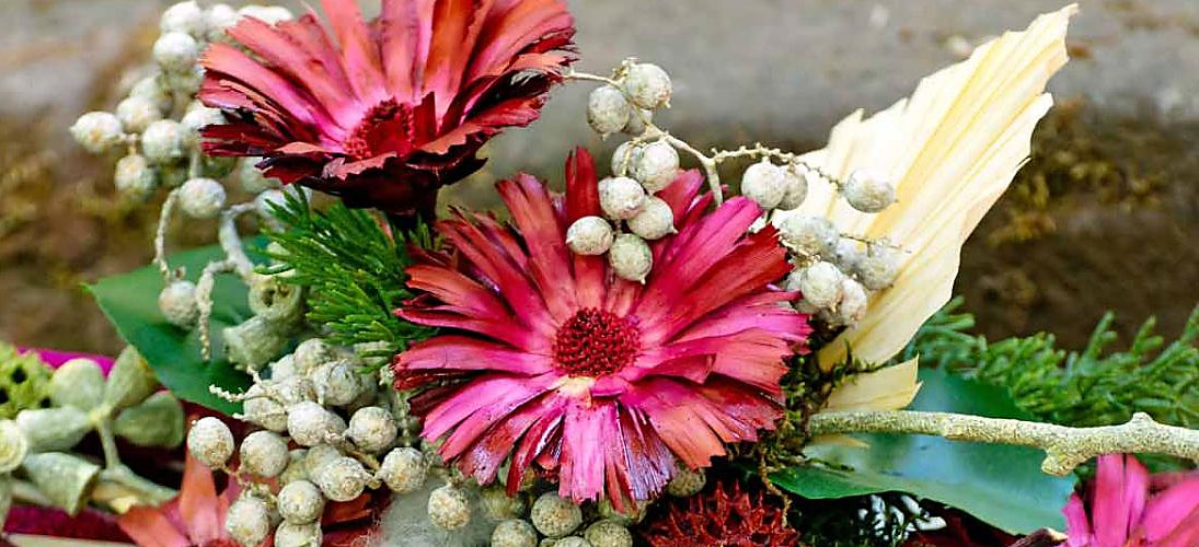 Protea