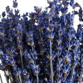 Floristik24 Getrockneter Lavendel Bund Trockenblume Blau 25cm 75g