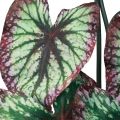 Floristik24 Begonie Künstliche Pflanzen Blattbegonien Grün Lila 62cm