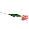Floristik24 Kunstblume Papageientulpe künstlich Tulpe Rosa 69cm