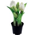 Floristik24 Künstliche Tulpen im Topf Weiße Tulpen Kunstblumen 22cm