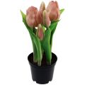 Floristik24 Künstliche Tulpen im Topf Tulpen Peach Kunstblumen 22cm