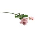 Floristik24 Kunstblumen Künstliche Astern Seidenblumen Rosa 80cm
