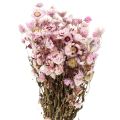 Floristik24 Strohblumen Trockenblumen Weiß Rosa 20-35cm Bund 40g