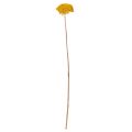 Achillea Schafgarbe Trockenblumen Gelb 45–60cm 1kg | Floristik24.at