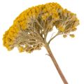Achillea Schafgarbe